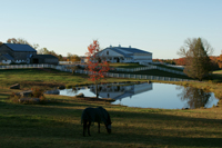 Pond view